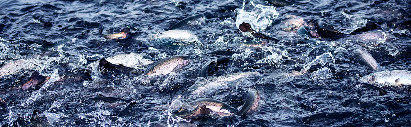 Irish Seaspray Organic Salmon